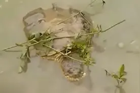 鳄龟不仅肉质细腻，味道鲜美，营养价值也很高，含有丰富的蛋白质