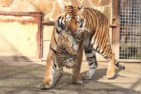 母老虎叼着孩子到游客面前炫耀：这是我的孩子，可爱吧