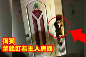 狗狗晚上很怪异，主人装上摄像头，发现狗狗整晚都在盯着他视频封面