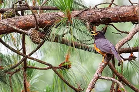 高清近拍黑胸鸫在松树上唱歌，歌声美妙如天籁，太好听了！视频封面