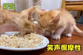 小奶猫第一次吃肉，激动到发出狗叫声，声音太有趣了