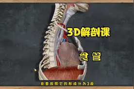 3D人体解剖课-食管