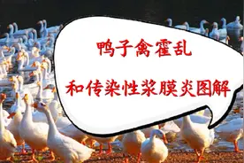 鸭子禽霍乱和传染性浆膜炎图解