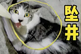 救助被困电梯井的狸花猫，过程复杂猫不配合，最后暖心成功救助！视频封面