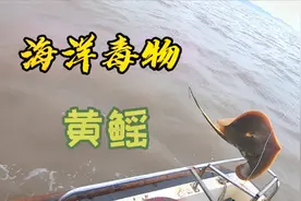 阿杰出海下排钩，钓上来一只海洋毒物，被它的刺扎到能要人半条命