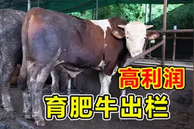 育肥牛如何提高利润？出栏时间很重要，吴老师育肥牛第五课
