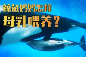 鲸鱼是怎么给幼崽喂奶的？一天竟然能长180斤！视频封面