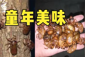 “唐僧肉”金蝉的养殖，夜间抓知了猴，轻松抓满一大桶视频封面