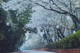 如诗如画！武汉大学洒落樱花雨 网友：来年春天，必如约而至
