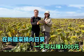 在新疆采收葵花，一个人一天可以赚1000元，在新疆赚钱这么简单