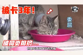 流浪猫被水管卡3年，别的猫视它为“异类”，老奶奶太暖心了视频封面
