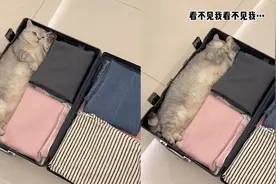 女子因工作原因出差，收拾行李时看到猫咪顿时笑哭：还挺严丝合缝