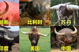 不同国家的巨型猛牛，比利时巨牛浑身肌肉，越南红牛你见过吗？