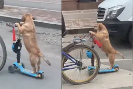 宠物搞笑视频，你知道狗狗是怎么骑自行车的吗？