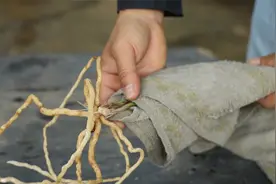 想让兰花快速长新根新芽，喂一点它后，再这样包，效果就出来了视频封面