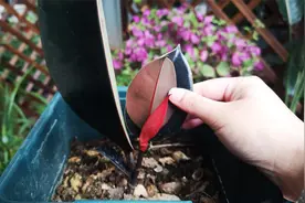 橡皮树叶片扦插，掌握好技巧，长芽快，成活率高视频封面