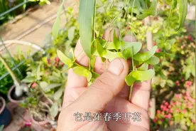 摇钱树春开花，夏挂果，秋冬挂满“红蝴蝶”，有院子必须种一棵！视频封面