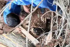 狗坚强！小狗被掩埋废墟下30多天，奇迹般地活了下来