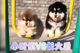各种狗狗小时候和长大后的样子，快来看看哪一个区别最大！