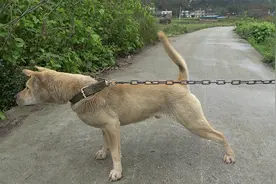 刚买回来的狗一看不到人马上乱喊乱叫，这个时候我们该怎么办视频封面