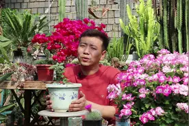 小时候的“回忆”也可以盆栽，一棵结果几百个，80后的都认识视频封面