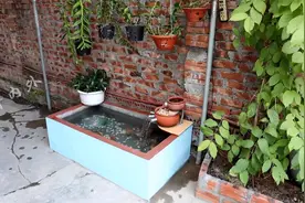 花了十块钱，在自家院子里自建鱼池景观，完成后的效果简直美呆了视频封面