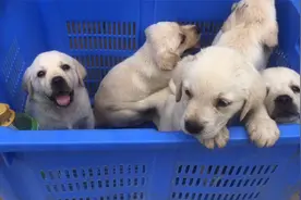 没有对比就没有伤害！同样是拉布拉多，这差距不是一星半点！