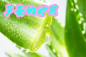 芦荟具体有什么功效呢？不止可以外敷美容，还可以内服缓和胃病视频封面