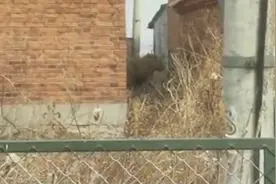 黑龙江野生东北虎下山进村：飞奔一掌拍碎车窗 直掏工作人员肩膀视频封面