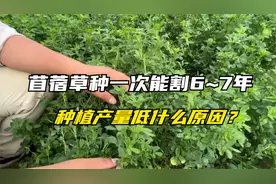 紫花苜蓿养牛羊，营养好，但产量低，为什么还有很多农户种呢？