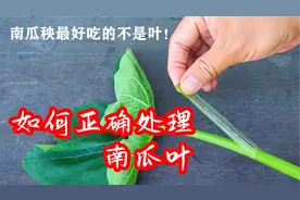 为什么你不爱吃南瓜叶，原来是这样，烹饪前如何正确处理南瓜藤？