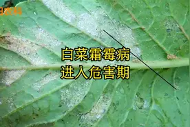 大白菜霜霉病传播快，用这三个配方喷2遍，就能快速控制视频封面