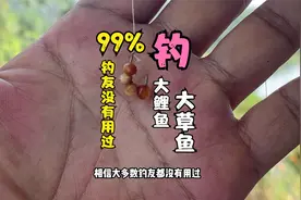 99%的钓友都没有用过的鱼饵，是钓大草鱼和大鲤鱼的克星鱼饵