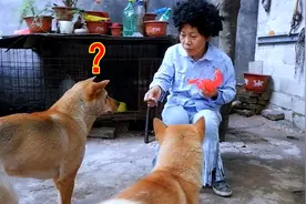 主人假装乞丐回家，狗狗会有啥反应？狗的行为让人感到不可思议视频封面