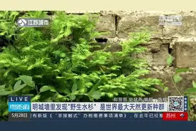 南京明城墙里发现“野生水杉”，是世界最大天然更新种群！