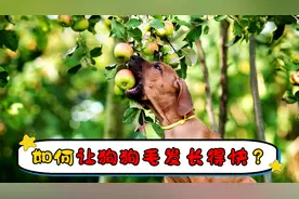 如何让狗狗毛发长得快视频封面