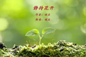 美文欣赏：《静待花开》  逆境里，不急不躁，静待花开视频封面