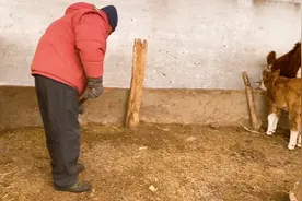 内蒙冬天天气冷，牛羊该怎么过冬？牧民这种方法，好似加了层棉被