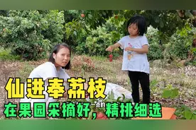 广西晚熟仙进奉荔枝上市了，网友预订30斤，小玲采摘荔枝精挑细选