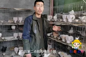 农村养鸽子，如何预防黄鼠狼，3个方法，简单实用！