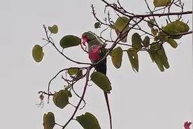 野生绿鹦鹉群吃紫荆花-太萌太美啦，广州公园拍于2022-1-5视频封面