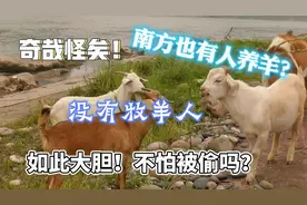 南方竟然也有人养羊？没有牧羊人，如此大胆，就不怕被人偷吗？视频封面