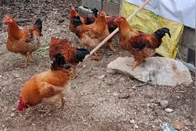 过年杀鸡，鸡毛是种菜养花的好肥料，正确使用，植物长势旺盛视频封面