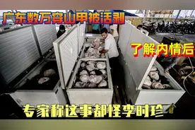 广东数万穿山甲被活剥，了解内情后？专家称这事都怪李时珍！视频封面