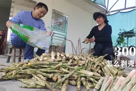 新鲜竹笋怎么剥壳快，方法简单三秒一个，甚至比脱衣服还快