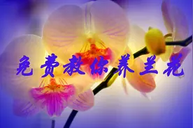 做好这三点，兰花不得拉丝病。