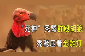 敢揍胡狼的“死神”秃鹫，秃鹫偷袭金雕，秃鹫压着金雕打视频封面