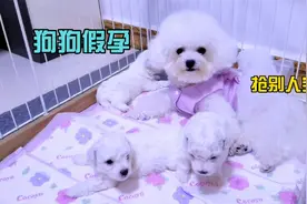 我怀疑我家狗狗严重假孕，天天跑去抢别的狗狗生的崽，拦也拦不住视频封面