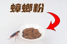 蟑螂制成的蟑螂粉，喂给蟑螂吃会如何？