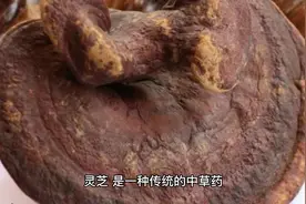 灵芝的功效视频封面